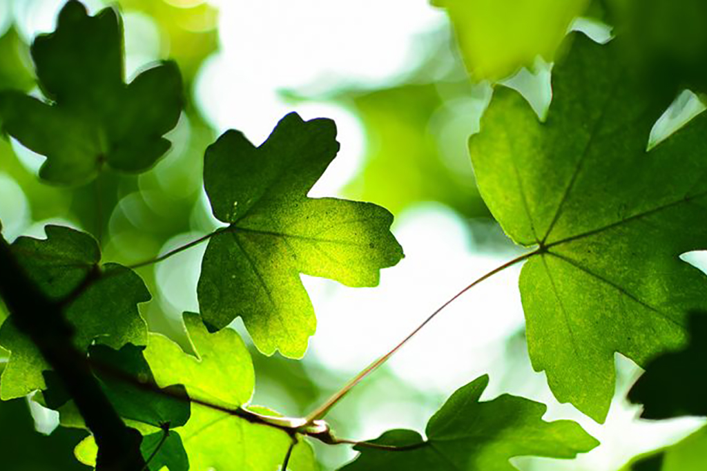 森の科学教室 葉っぱの見分け方 柳田植物公園